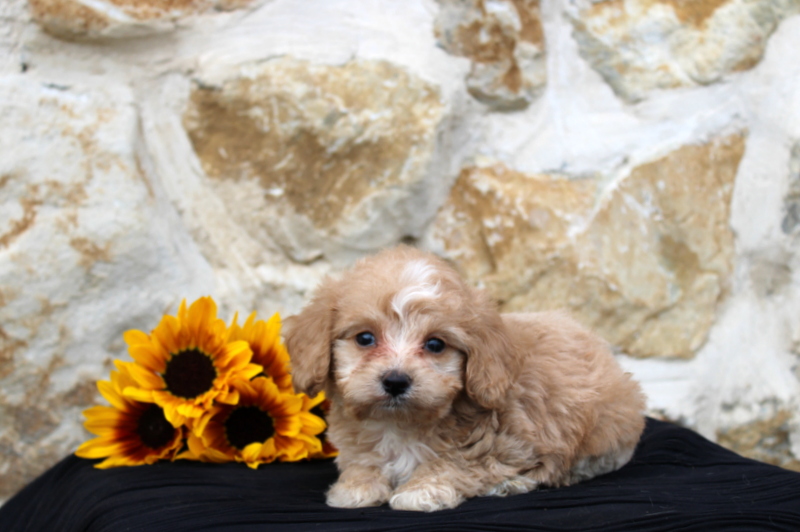 puppy, for, sale, Pomsky F1B, Matthew B. Stoltzfus, dog, breeder, Gap, PA, dog-breeder, puppy-for-sale, forsale, nearby, find, puppyfind, locator, puppylocator, aca